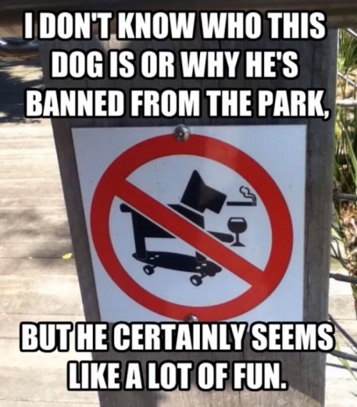 Who owns this dog?