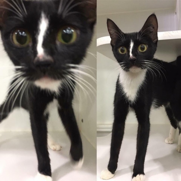 This cat at my local rescue shelter has ridiculously long legs