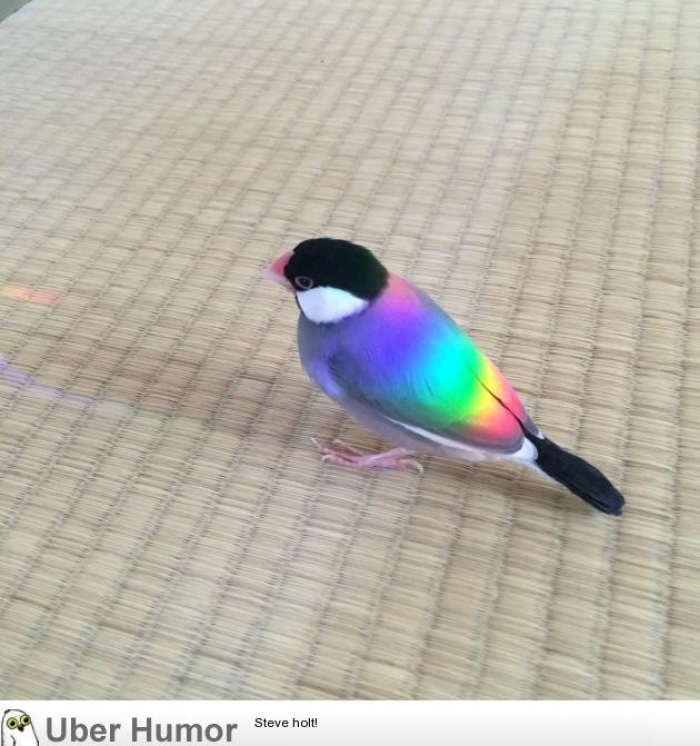 
Rainbow bird