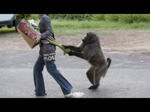 Animals can be so annoying - Funny animal compilation