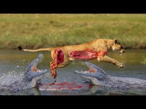 Live:Attacks Of Wild Animals 2017 -The best hunting phase of wildlife Caught On Camera