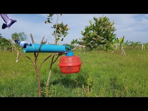 Amazing Bird Trap Using PVC And Plastic Basket Make By Smart Girl 