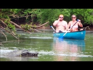 Remote Controlled Alligator 