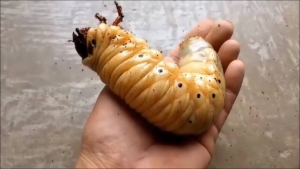 Amazing evolution of a Hercules Beetle