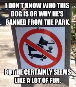 Who owns this dog?