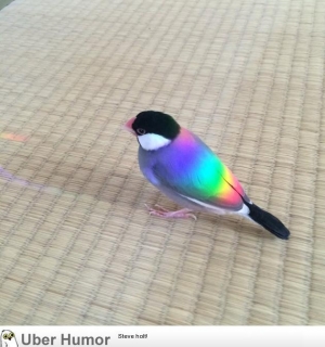 
Rainbow bird