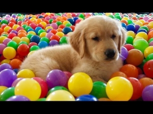 Sammie's First Bath! 8 Week Old Golden Retriever Puppy | Trampoline Ball Pit